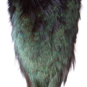 Ringneck Pheas. Rump Patch
